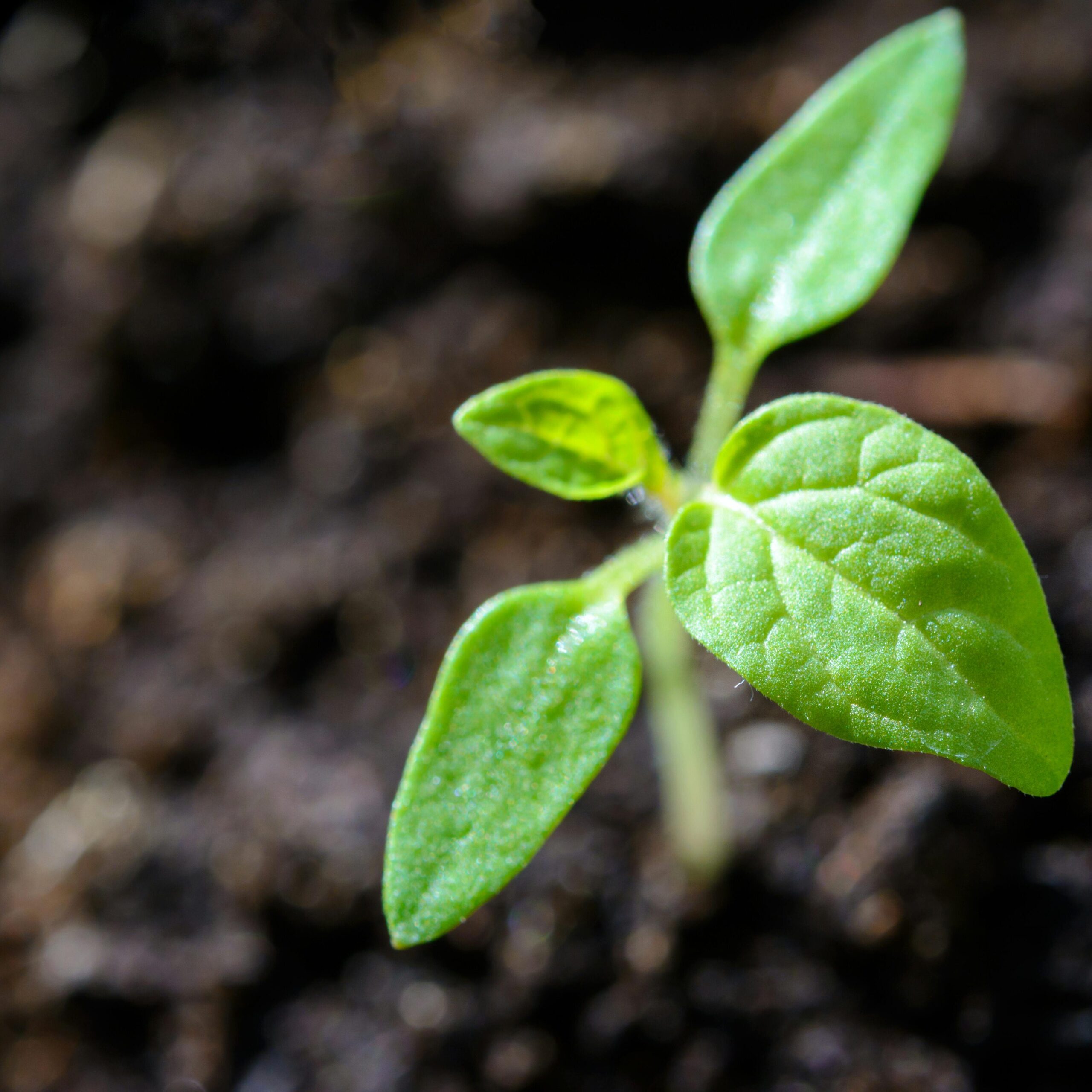 Vibrant close-up of a young tomato seedling sprouting in the soil.